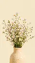 Daisy4.webp
