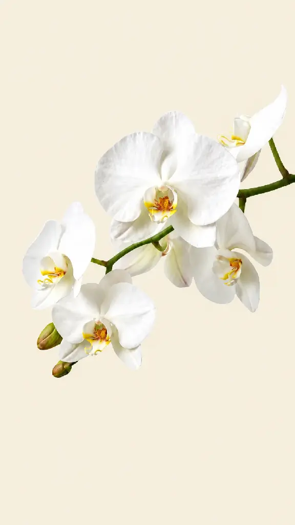 Odette3.webp