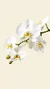Odette3.webp