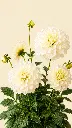 ChatGPT Image 29 jun 2026, 11_50_40.webp