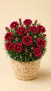 Burgundy3.webp